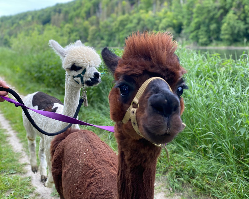 Alpaka-Wanderung-Bizzlhof