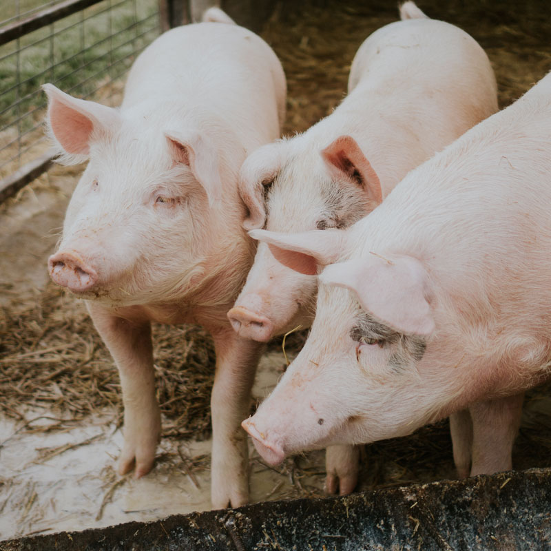 selective-closeup-shot-pink-pigs-barn-2